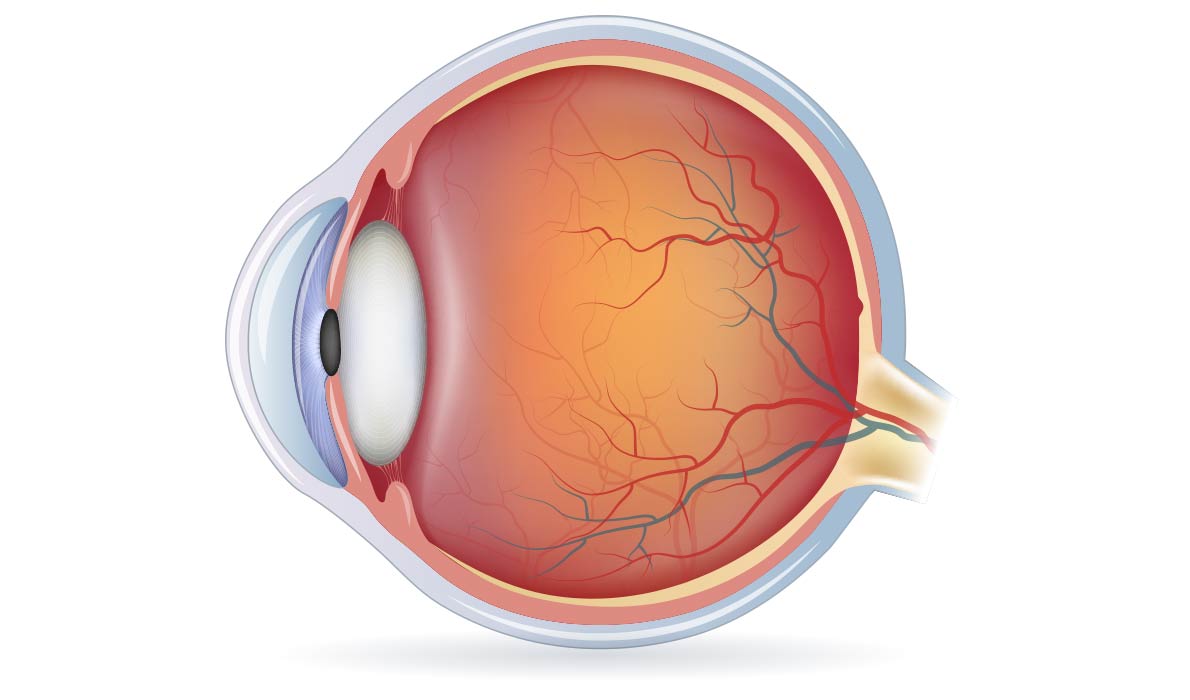 Eye Anatomy parts glossary sure vision
